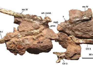 O nouă descoperire paleontologică în colecția Societății Muzeului Ardelean