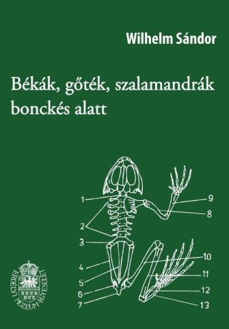 Békák, gőték, szalamandrák bonckés alatt